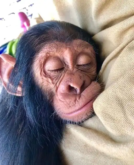 Много бибизян