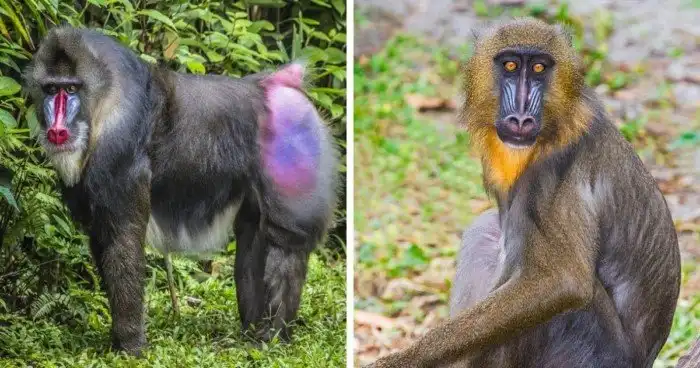 Самка или самец: половые различия у разных животных