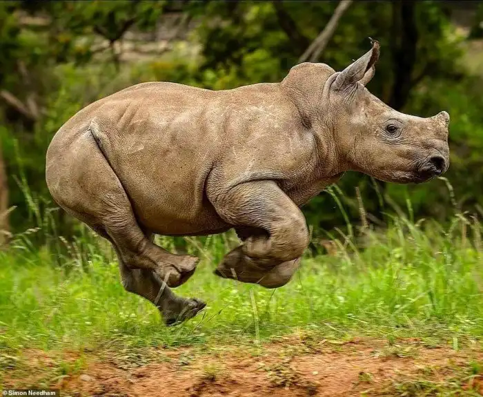 Их осталось немного: фотограф показывает красоту животных из заповедников