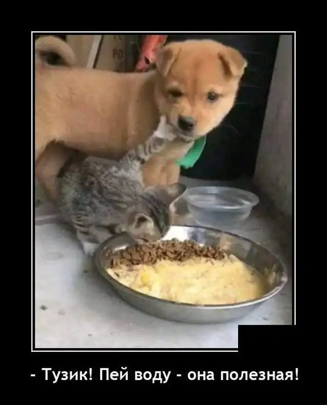 Демотиваторы