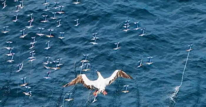 Летающие кальмары: Первым делом самолёты. Моллюски научились летать в стиле «клизмы»