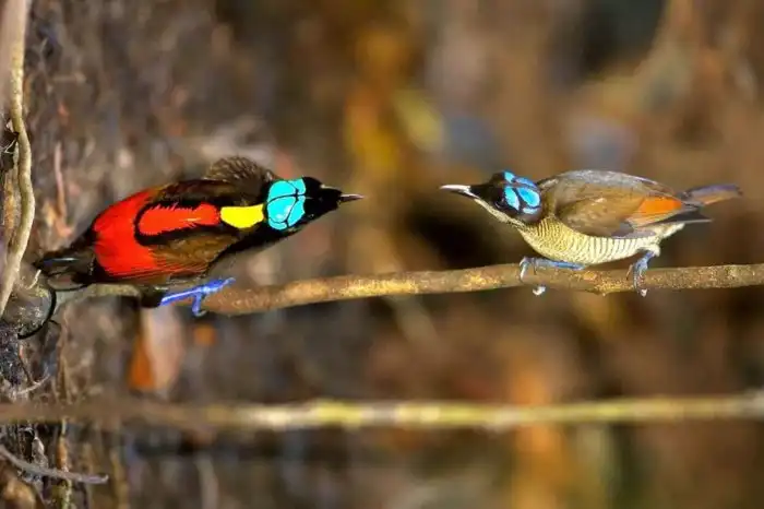 Мужские отличия. На что идут самцы разных животных, чтобы доминировать и брать самок