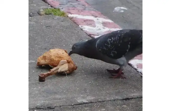 Голубь – немилая птица с замашками каннибала