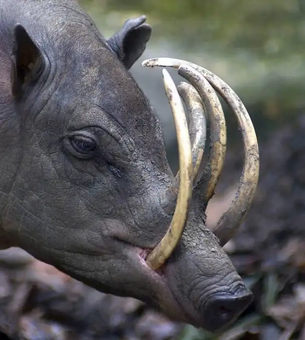 Звери, которых большинство людей никогда не видели