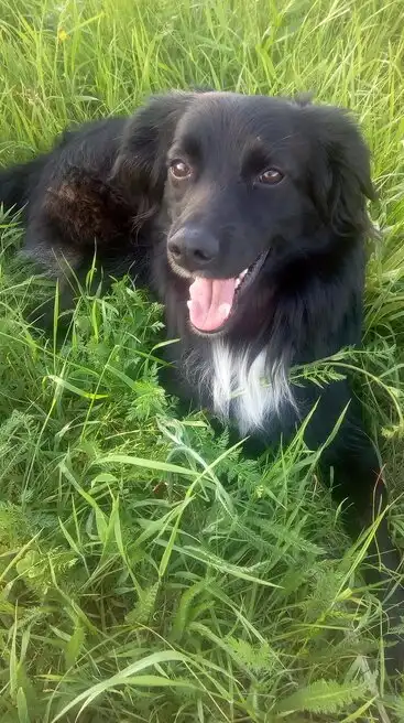 Собачья милота