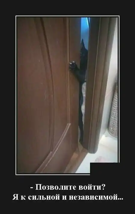 Образ кошки в демотиваторах