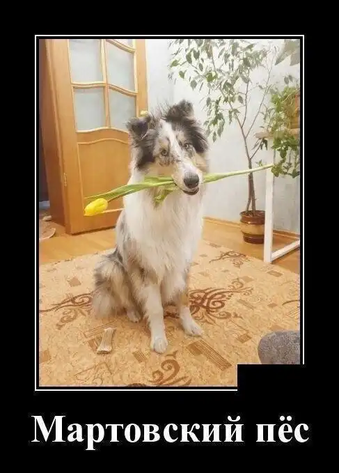 Образ собаки в демотиваторах