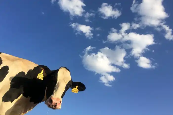 Свинья – свинина, курица – курятина. Почему мясо коровы – говядина?