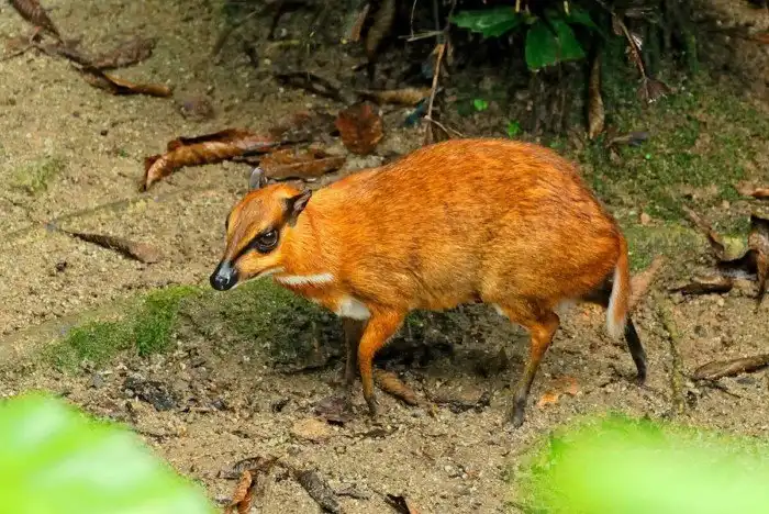 Оленьки: Крошечные копытные размером с крысу. Они древние, саблезубые, а их желудок устарел на 25 млн лет!