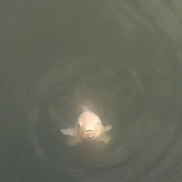 Подборка забавных и неудачных фотографий животных