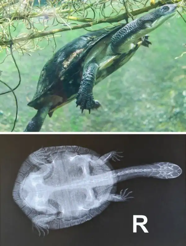 Удивительные создания природы и интересные факты о них