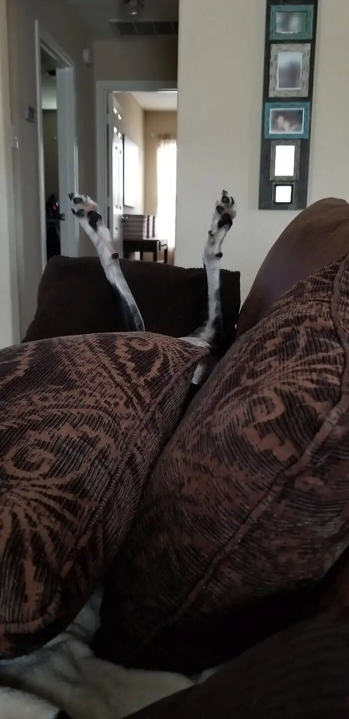 30 нелепых фото питомцев, которые доказывают - с ними не соскучишься