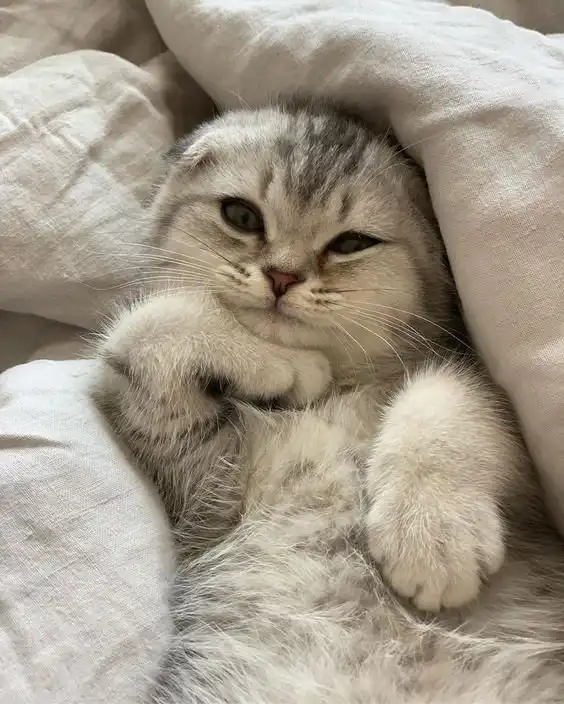 СтоПицот картинок вам, а то засрали бабами всю главную.