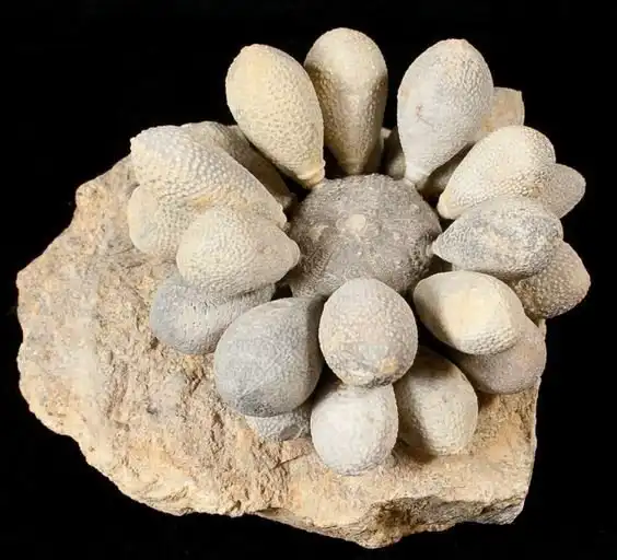 Удивительные окаменелости, в существование которых сложно поверить