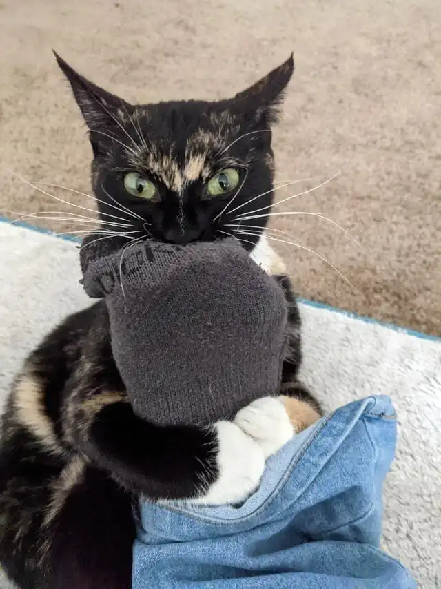 Коты, которые показали свой грозный кусь