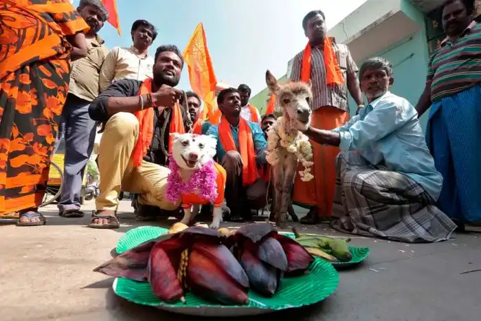 Почему в Индии женятся на собаках?