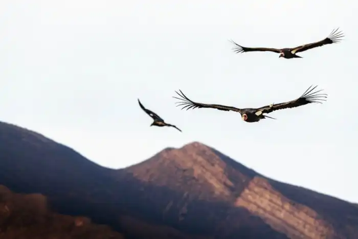 Калифорнийский кондор: Падальщик Дикого Запада. Дружба с индейцами, бойня с европейцами