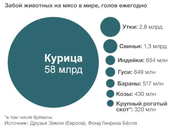 «Куриная матрица» — будет ли такой способ выращивания животных более гуманным?