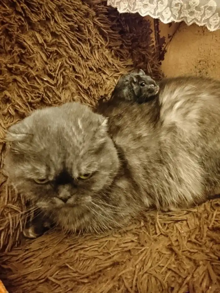 Неповторимое мастерство экспертов лиги лени