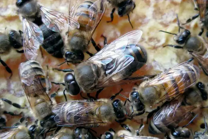 Зачем нужны пчелы-трутни, если они дармоеды?