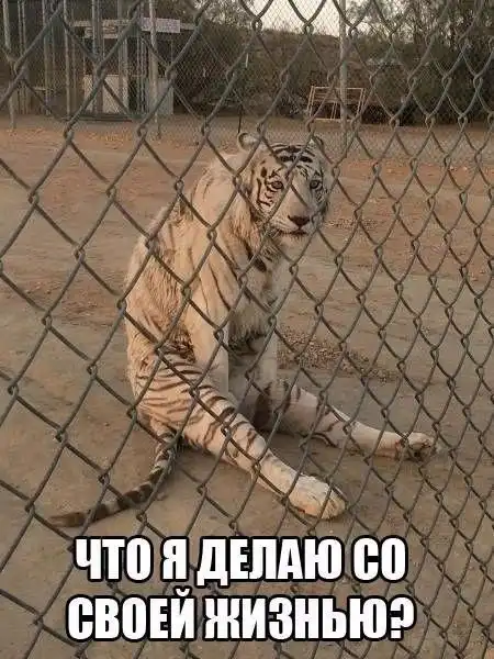 Так себе картинки