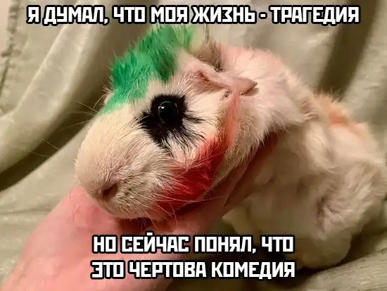 Нелепые и жуткие смерти хомяков