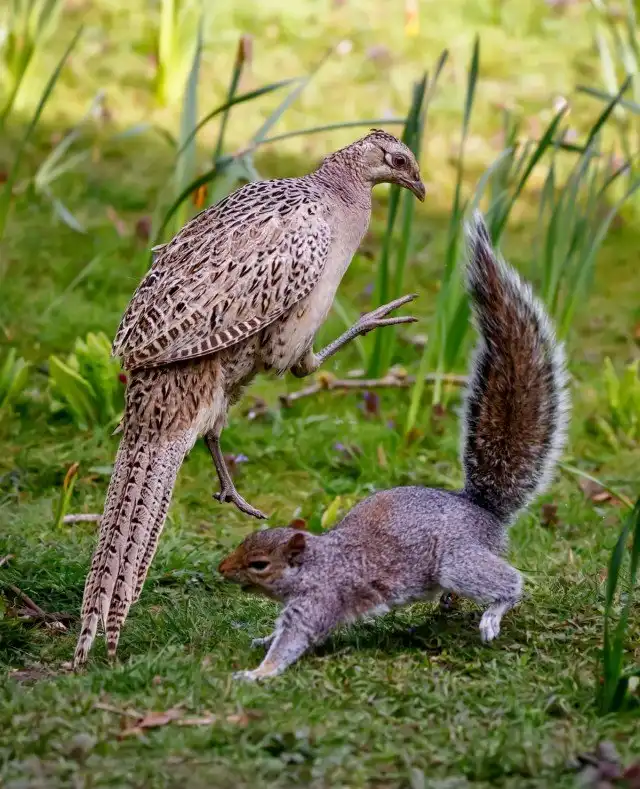 Эпичная битва белки и фазана