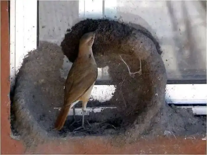 Рыжий печник: Замуровывает окна людей, строя сверхпрочные тяжеленные гнезда из глины