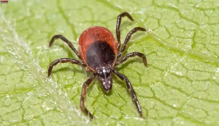 Памятка для защиты себя и близких от клещей во время сезона шашлыков и походов