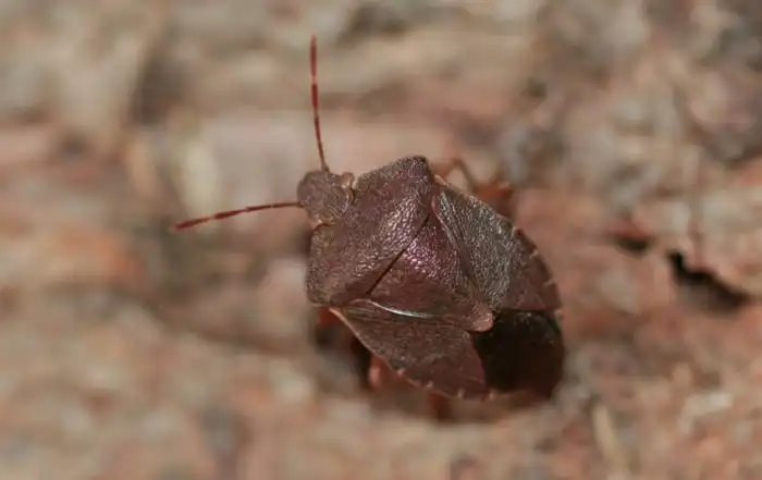 Зелёный клоп-вонючка: Читать в противогазе. Самое ненавистное насекомое дачников России и СНГ