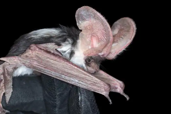 Пятнистый ушан: Уши в треть тела. Одна из немногих летучих мышей, которую человек способен услышать