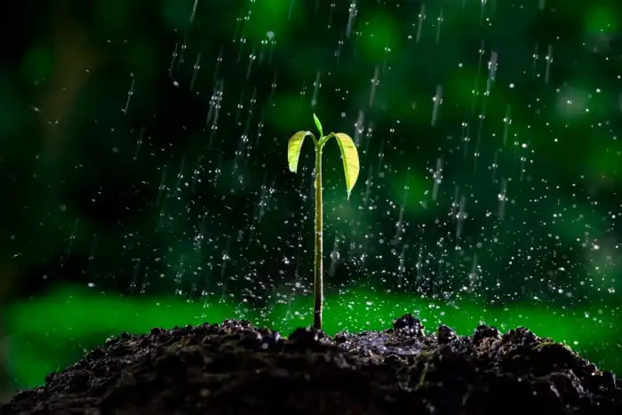 Почему в США и Канаде запрещают собирать дождевую воду?