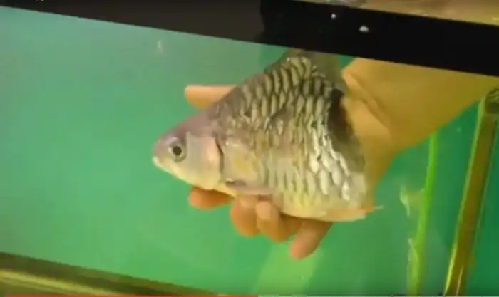 Акулы, которые живут в раскалённой токсичной щёлочи близ жерла вулкана, и экстремальная регенерация других рыб