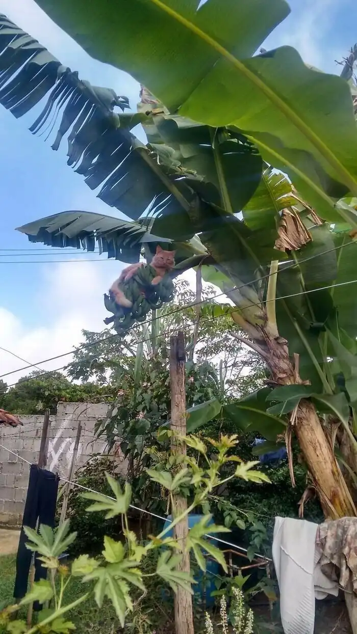 Умора: котейки, которые внезапно сломались