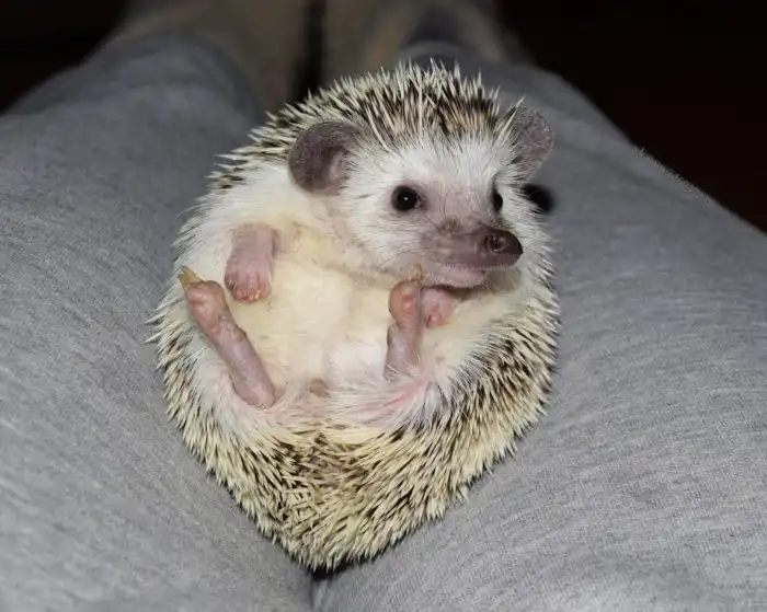 Никогда не заводите домашних ежей. Перечень причин, почему это сущий ад