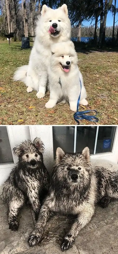 Веселые собачьи фотки