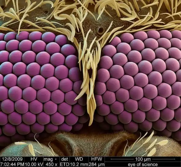 Мир через микроскоп: интересные макрофотографии