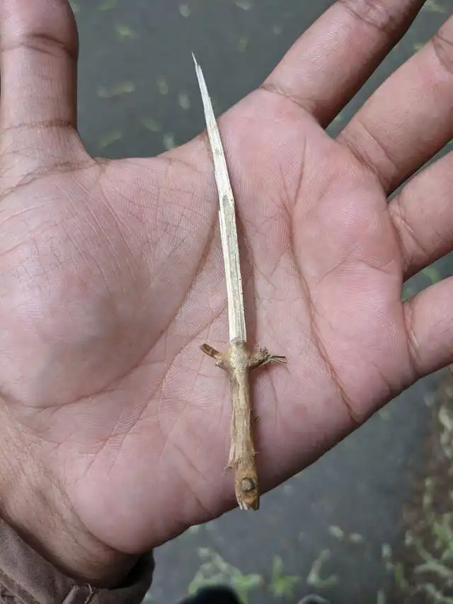 18 фотографий предметов, которые похожи на что-то другое