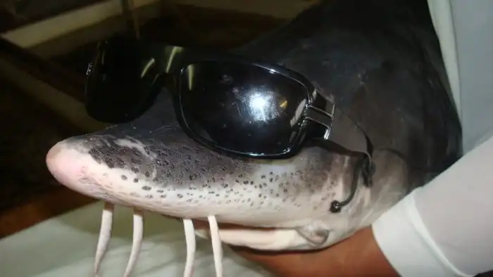 Осетр: Конец эпохи титанов. История про деградацию носителей чёрной икры и тотальный перелов