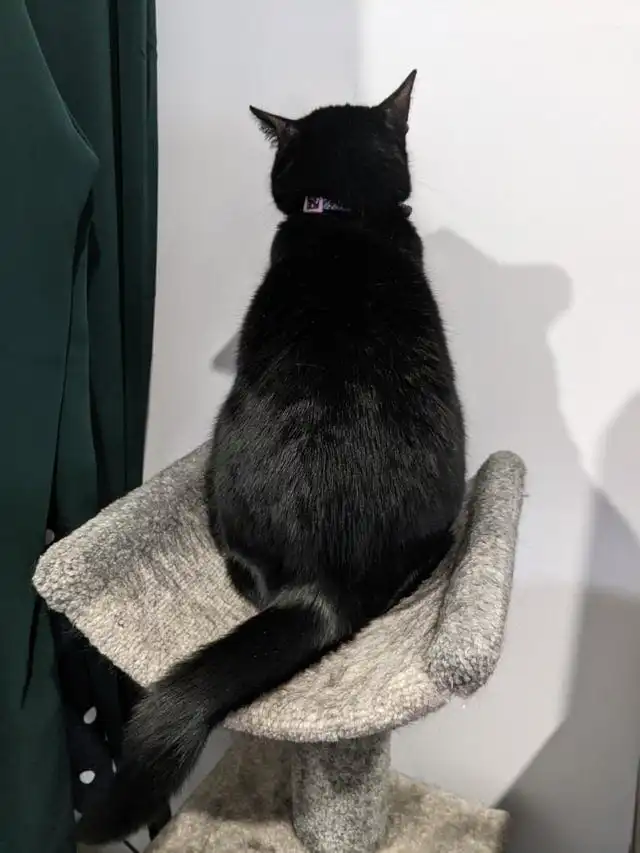 18 котов, удививших хозяев своим чудаковатым поведением