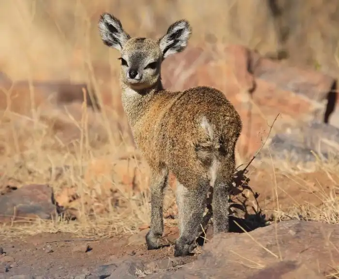 Антилопа-прыгун: Милота в +50 градусов жары. Крошечная антилопа с «проволкой» вместо шерсти и странными копытами