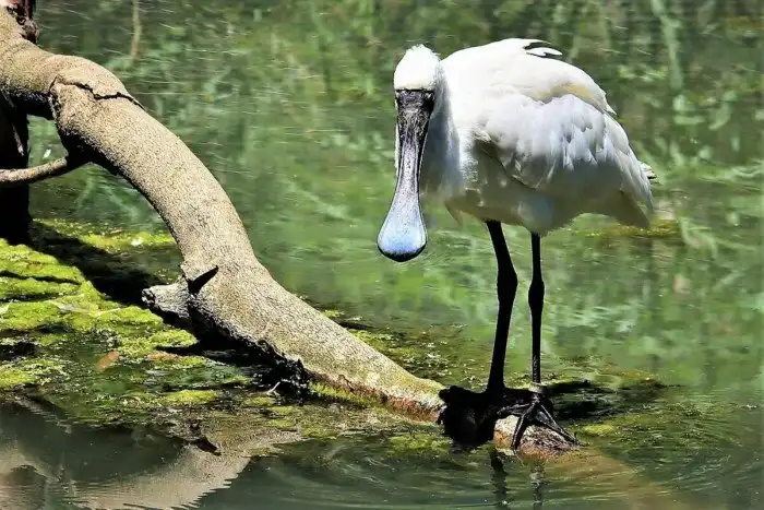 Колпица: Зачем нужен клюв в виде щипцов для салата?