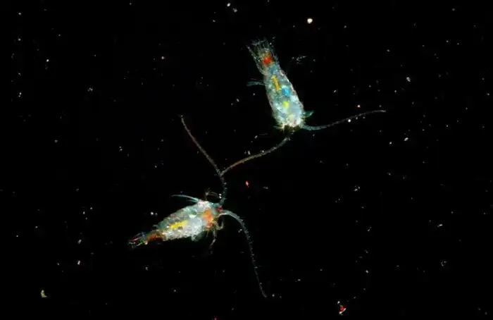 Байкальские рачки: Уникальные существа, которые и делают Байкал кристально чистым с «волшебной» водой