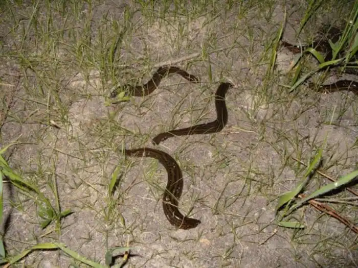 Вьюн: Мастер выживания в неблагоприятных условиях наших водоёмов. Дышит кишкой, вмерзает в лёд и предсказывает погоду