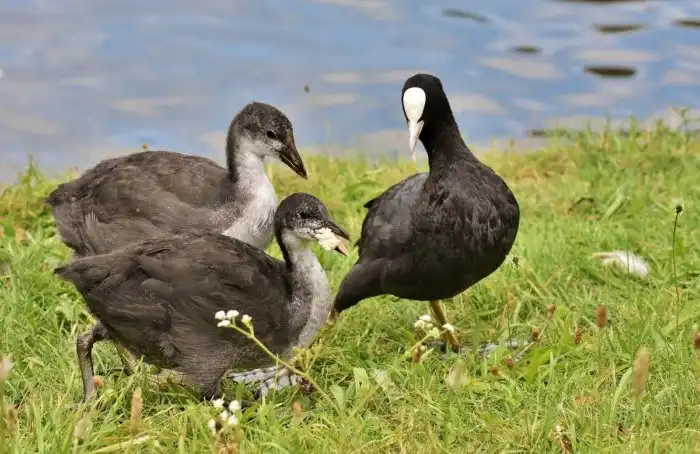 Лысуха: Птица со скелетами в шкафу. Страшнее лысухиных ног только лысухины дети