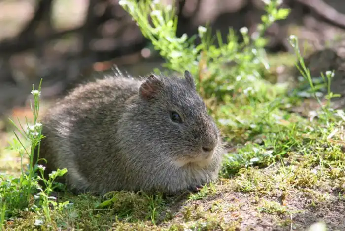 Морские свинки: История одомашнивания и особенности вида