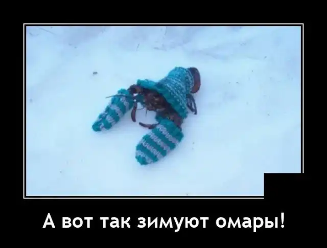 Демотиваторы