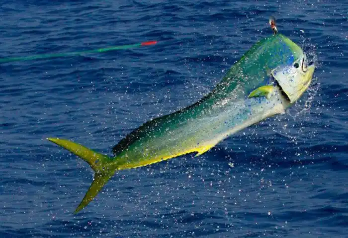 Корифена: Рыба, которую может поймать только мастер. Скорость в 65 кмч и высокий интеллект сделали её легендой