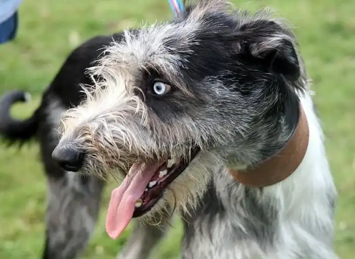 Стагхаунд: Борзая по-американски. Её выводили гонять койотов, а она идёт даже на лося!