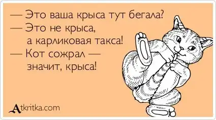 Почему крысы лучше ищут мины, чем собаки и саперы со спец снаряжением